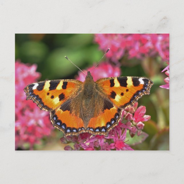 Small tortoiseshell butterfly postcard (Front)