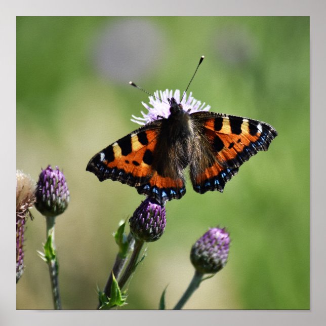 Small Tortoiseshell Butterfly Poster (Front)