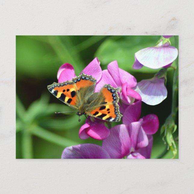 Small Tortoiseshell Butterfly & Sweet Peas Postcard (Front)