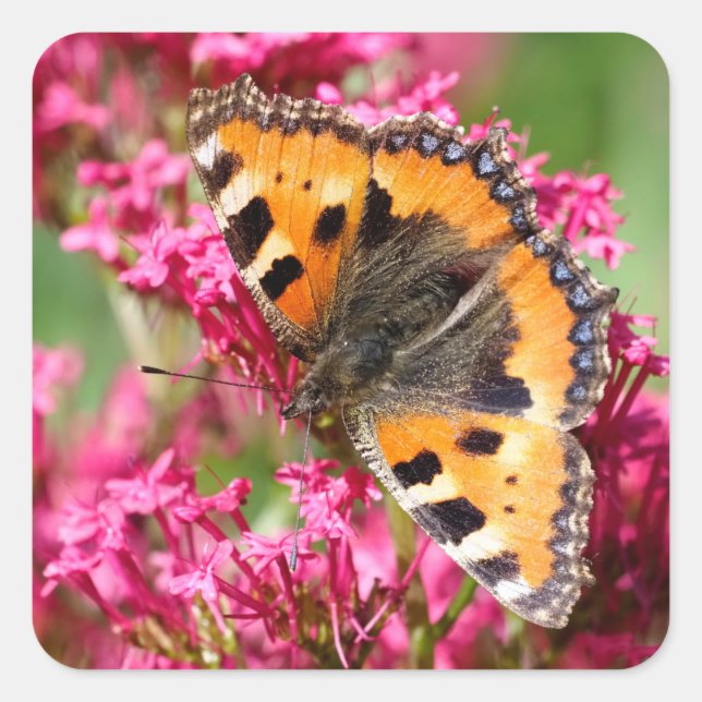 Small tortoiseshell on valerian butterfly square sticker (Front)