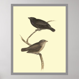 Small Tree Finch Poster