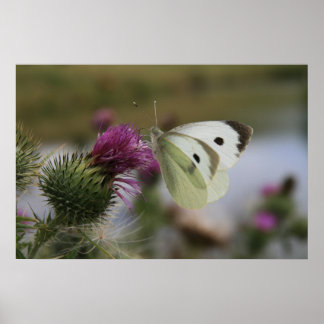Small White Buttrerfly on Spear Thistle Poster