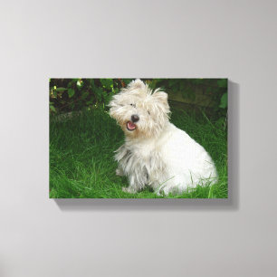Small White Dog on Canvas Print