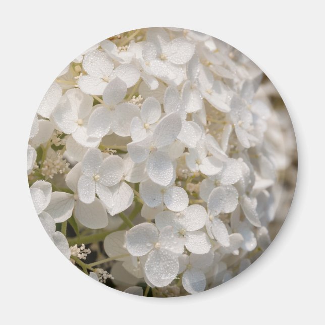 Small white flowers magnet (Front)