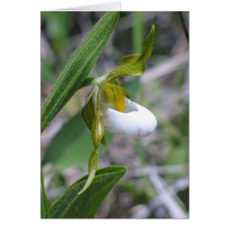 Small White Lady's Slipper - Customised