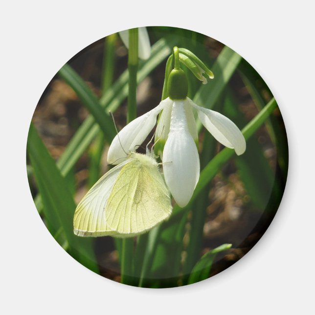 Small White on Snowdrop Magnet (Front)