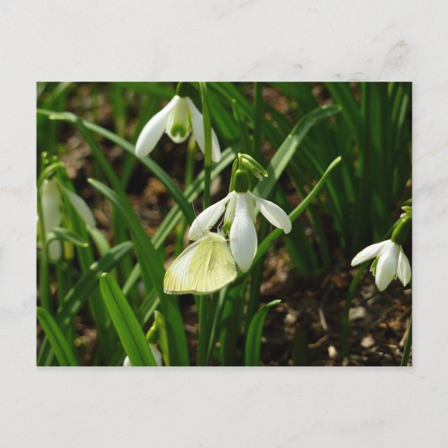 Small White on Snowdrop Postcard (Front)