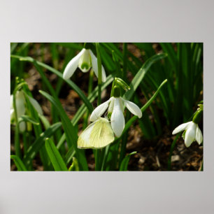 Small White on Snowdrop Poster