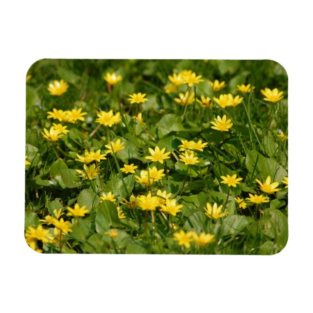 Small-yellow-flowers-in-grass1957 NATURE FLOWERS Y Magnet (Horizontal)