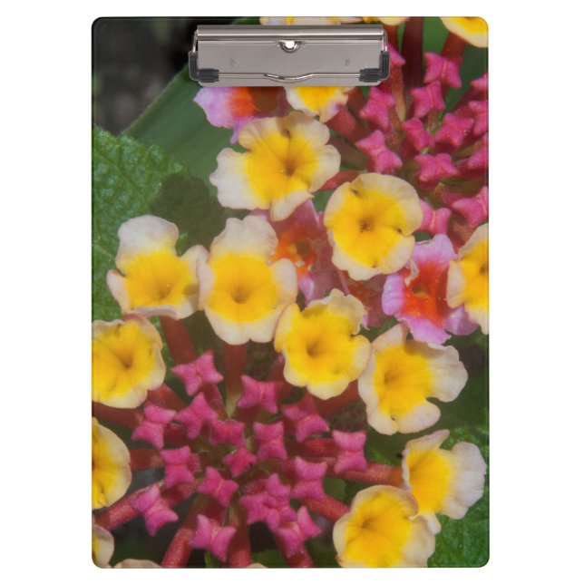 Small Yellow Tropical Flowers With Pink Buds Clipboard (Front)