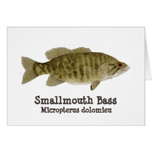 Smallmouth Bass Card