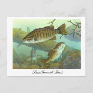 Smallmouth Bass Painting Postcard