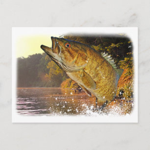 Smallmouth Bass Postcard