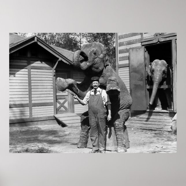 Smart Elephant Trick, 1910s Poster (Front)
