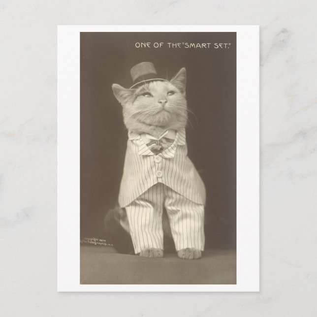 "Smart Set" Vintage Dressed Up Cat Postcard (Front)