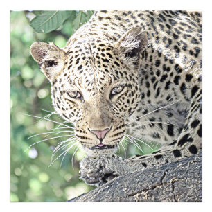 smartmix animal-leopard 2 photo print