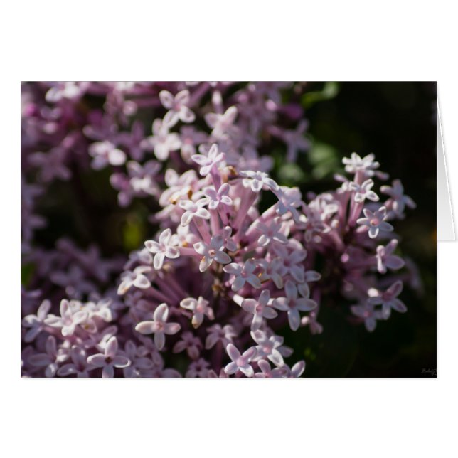 Smell That Lilac (Front Horizontal)
