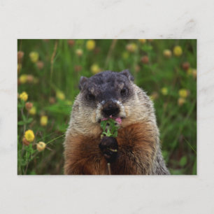 Smelling Spring Groundhog Postcard