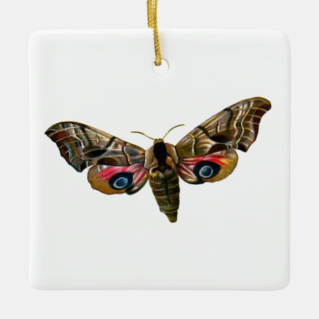 Smerinthus ocellata - Eyed Hawk-Moth - Colour Imag Ceramic Ornament (Front)