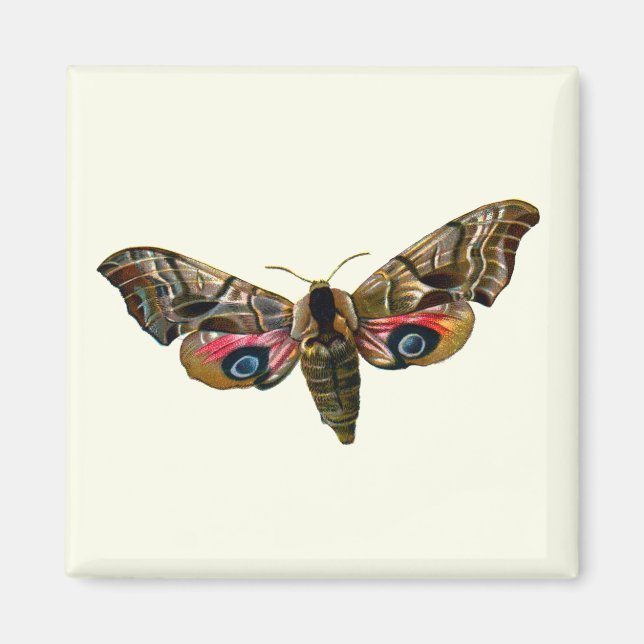 Smerinthus ocellata - Eyed Hawk-Moth - Colour Imag Magnet (Front)