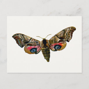 Smerinthus ocellata - Eyed Hawk-Moth - Colour Imag Postcard