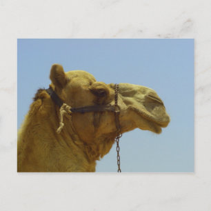 Smile - camel head with blue sky postcard