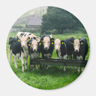 Smile please! Cute cows  Magnet