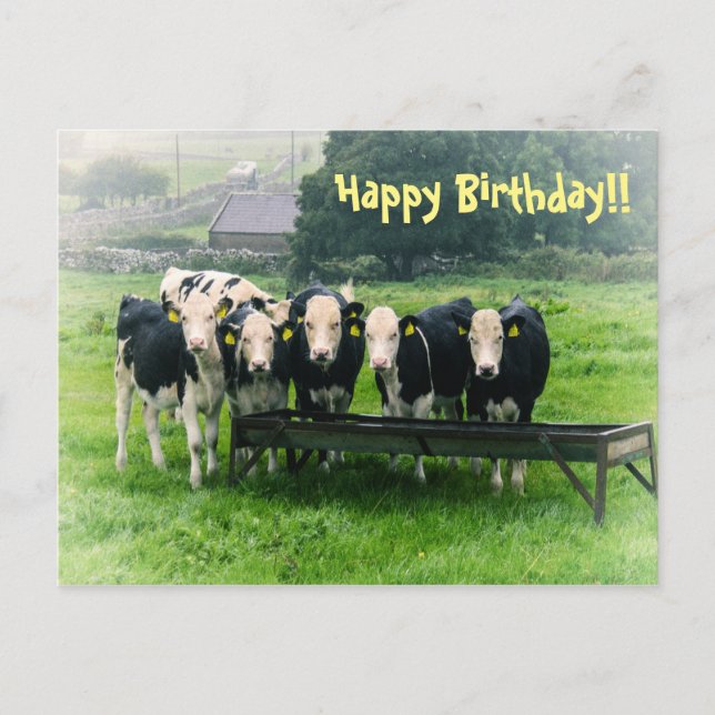 Smile please! Cute cows Postcard (Front)