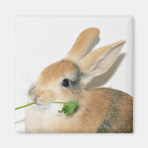 Smile when you eat that magnet