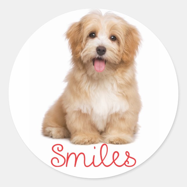 Smiles Havanese Tan Puppy Dog Hello Classic Round Sticker (Front)