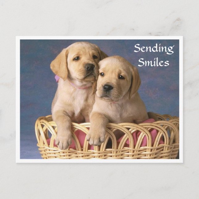 Smiles Hello Labrador Retriever Puppy  Post Card (Front)
