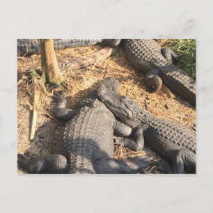 Smilin' Alligator Postcard