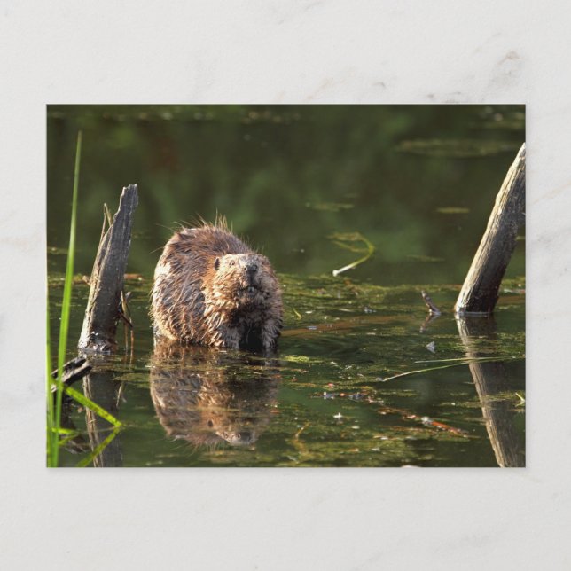 Smiling Beaver Postcard (Front)