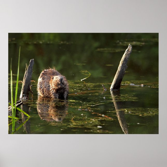 Smiling Beaver Poster (Front)