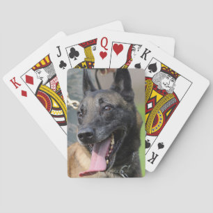 Smiling Belgian Malinois Dog Playing Cards