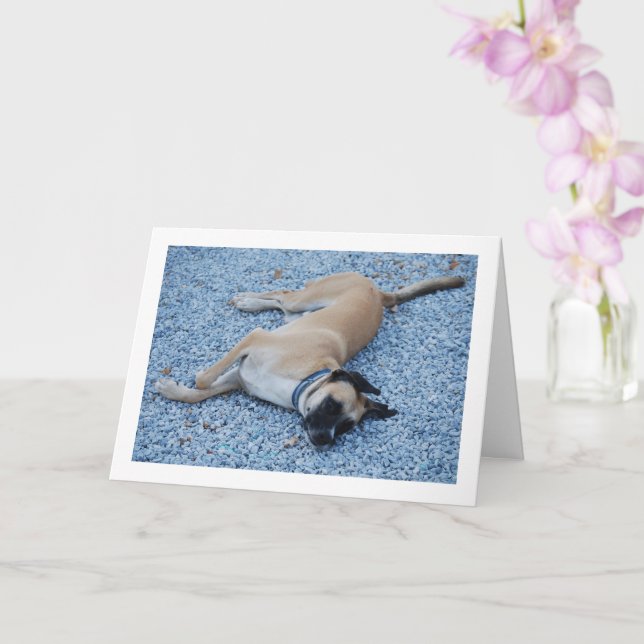 Smiling Black Mouth Cur Canine on Gravel Card (Orchid)