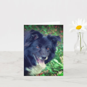 Smiling Border Collie Cute Dog Personalised Note Card