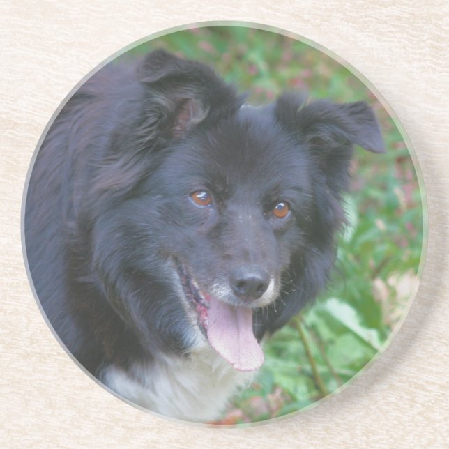 Smiling Border Collie Dog Drink Coaster (Front)