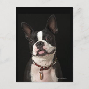 Smiling Boston terrier with collar Postcard