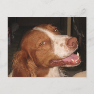 Smiling Brittany Spaniel Postcard