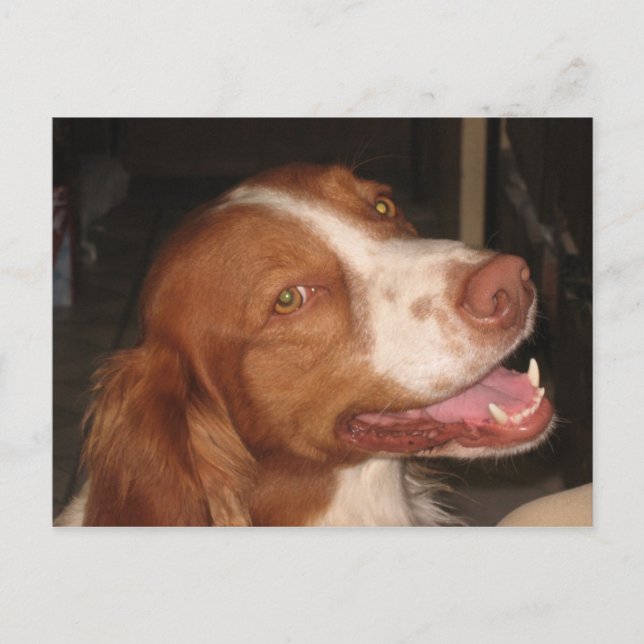Smiling Brittany Spaniel Postcard (Front)