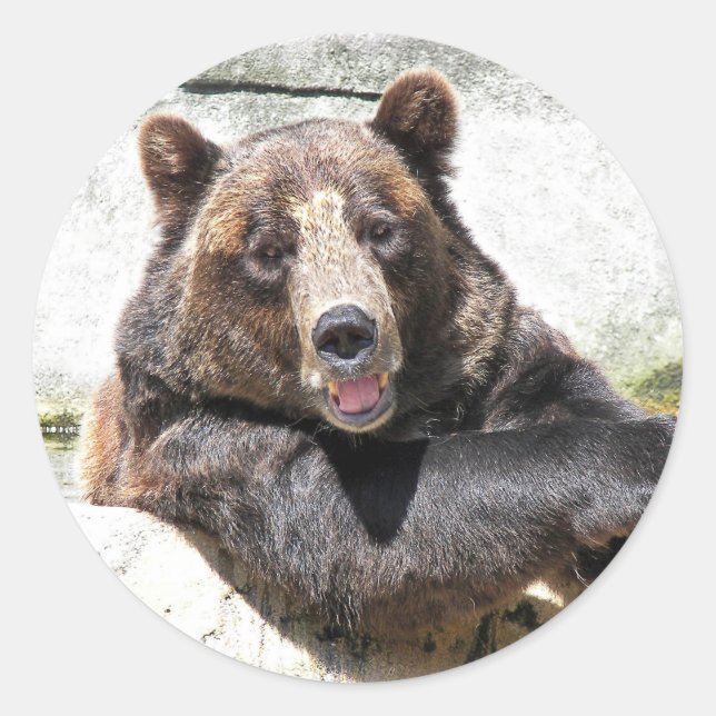 Smiling Brown Bear Classic Round Sticker (Front)