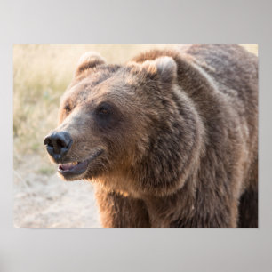 Smiling Brown Bear Poster