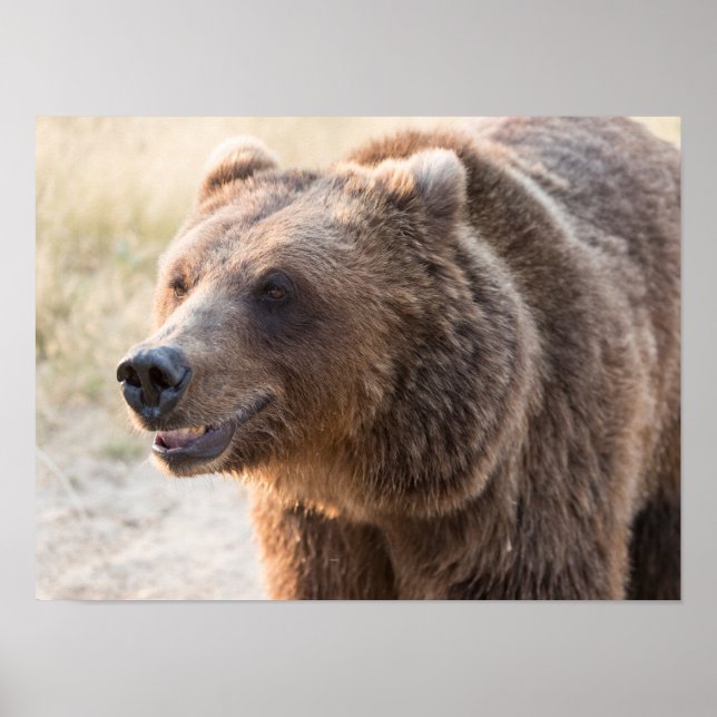 Smiling Brown Bear Poster (Front)