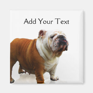 Smiling Bulldog Magnet