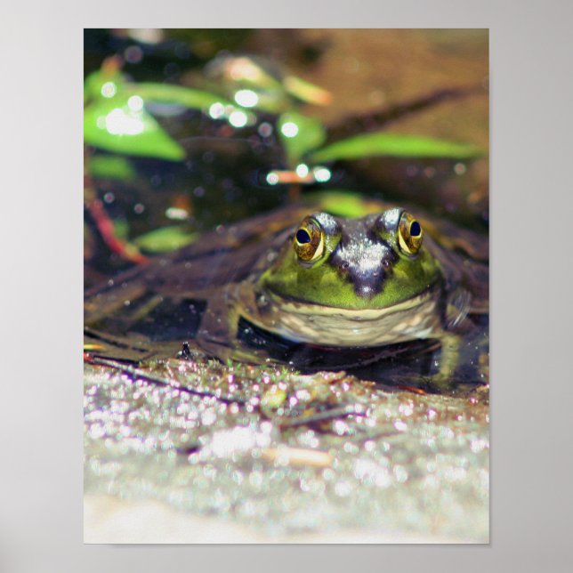 Smiling Bullfrog Animal Poster (Front)