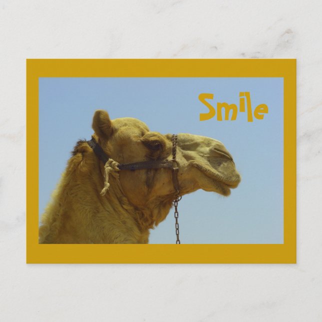 Smiling camel in profile postcard (Front)