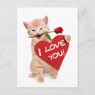 Smiling cat in love postcard