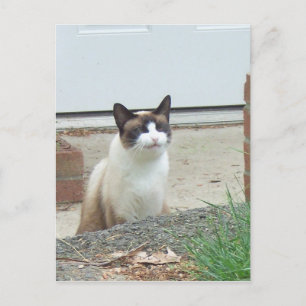 Smiling Cat Postcard