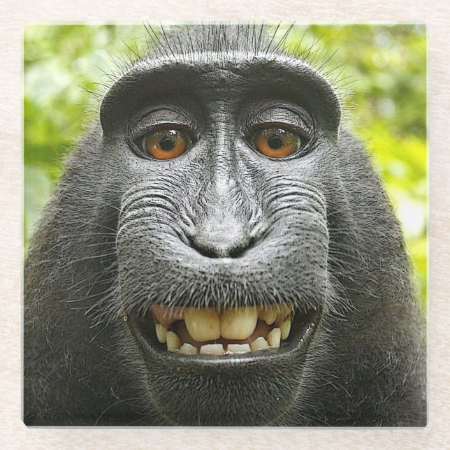 Smiling Celebes Macaque Monkey Glass Coaster (Front)